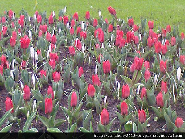 Keukenhof2008 (25)