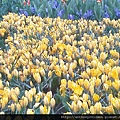 Keukenhof2008 (26)