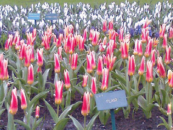 Keukenhof2008 (32)