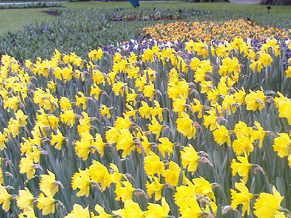 Keukenhof2008 (36)