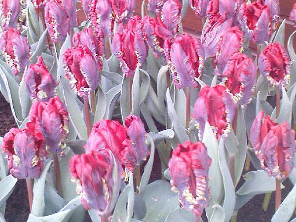 Keukenhof2008 (62)