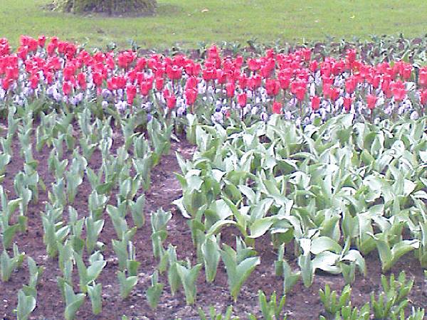 Keukenhof2008 (69)