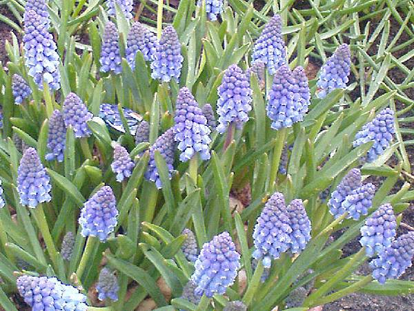 Keukenhof2008 (71)