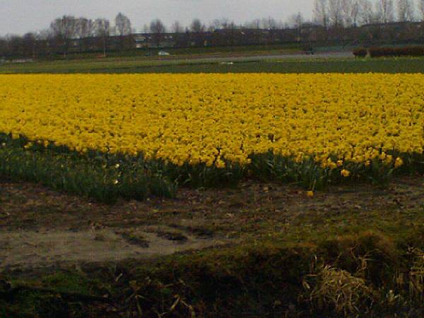 Keukenhof2008 (75)