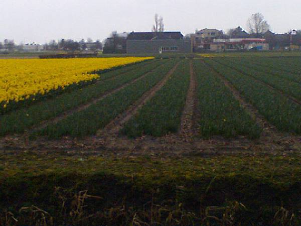 Keukenhof2008 (81)