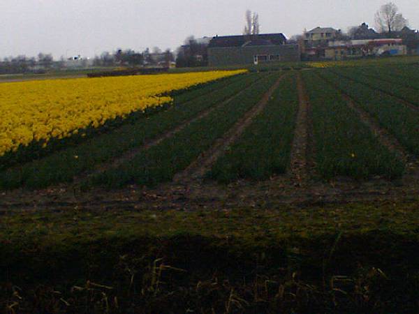 Keukenhof2008 (80)