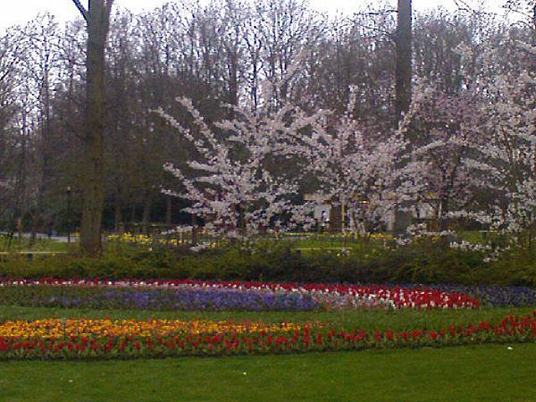 Keukenhof2008 (83)