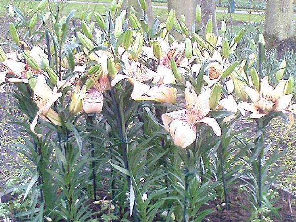 Keukenhof2008 (85)