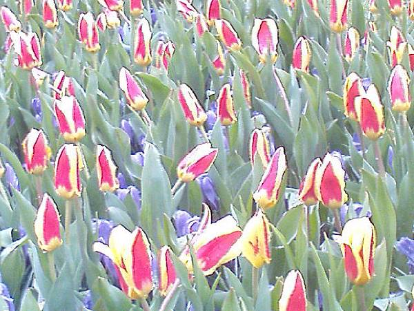 Keukenhof2008 (92)