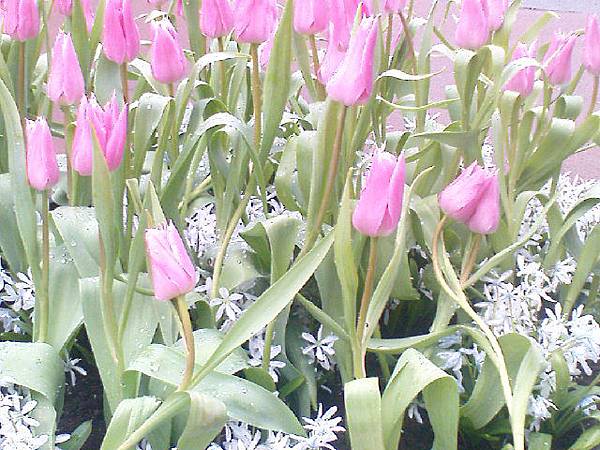 Keukenhof2008 (95)