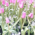 Keukenhof2008 (95)