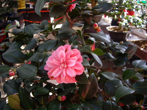 IMGP1459.JPG