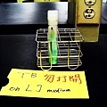 實驗28 - 抗酸性細菌染色