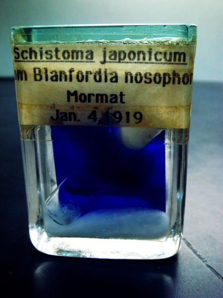 日本血吸蟲成蟲標本
