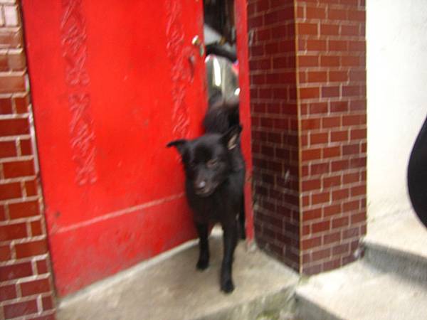 盡忠職守的黑狗，好險會叫的狗不咬人....