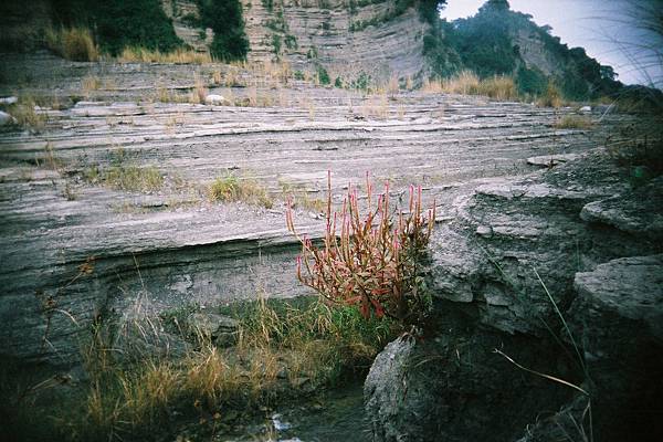許咬鈞也忍不住要拍這叢神祕花