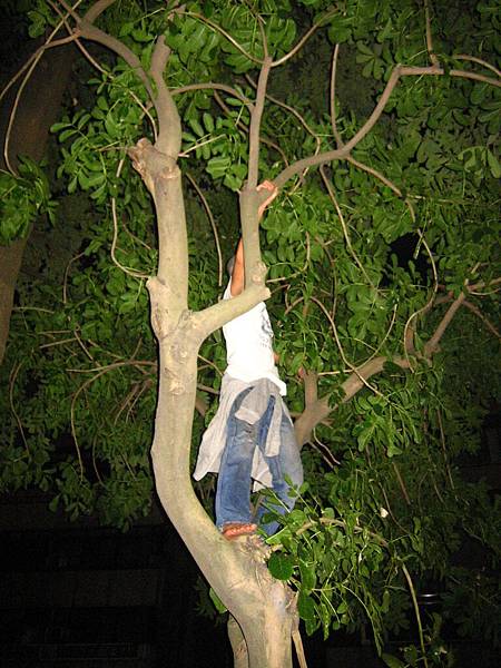 由光頭安那先鋒開啟今日的爬樹之旅