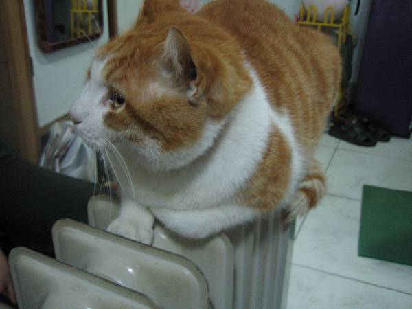 跑到電暖爐上取暖