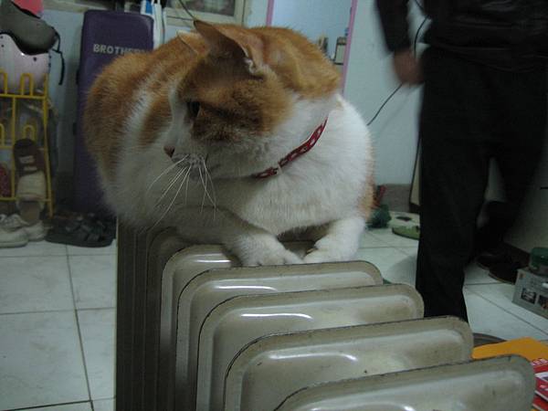 跑到電暖爐上取暖