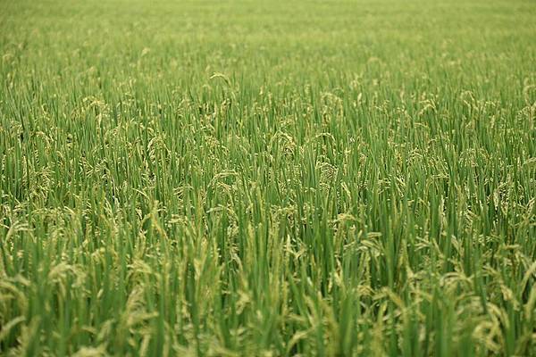 11178204_10152778120286845_1757456282529615333_n