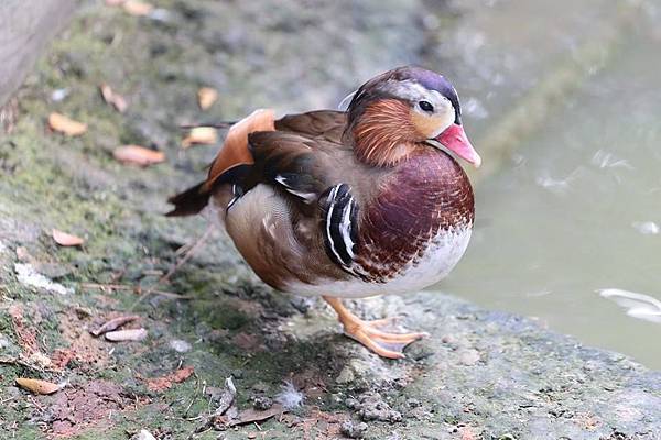 11141206_10152778120546845_1330010074964578177_n 11141206_10152778120546845_1330010074964578177_n