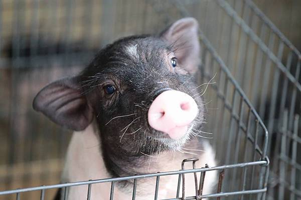 11149426_10152778120641845_8548727601712422096_n 11149426_10152778120641845_8548727601712422096_n