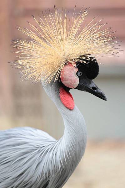 11140023_10152778121001845_9027159231411418466_n 11140023_10152778121001845_9027159231411418466_n