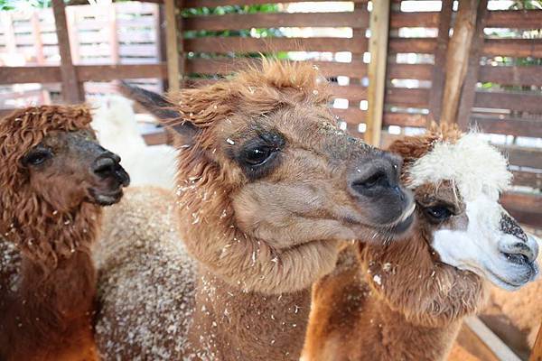 11146204_10152778138156845_6714866905119858308_n 11146204_10152778138156845_6714866905119858308_n