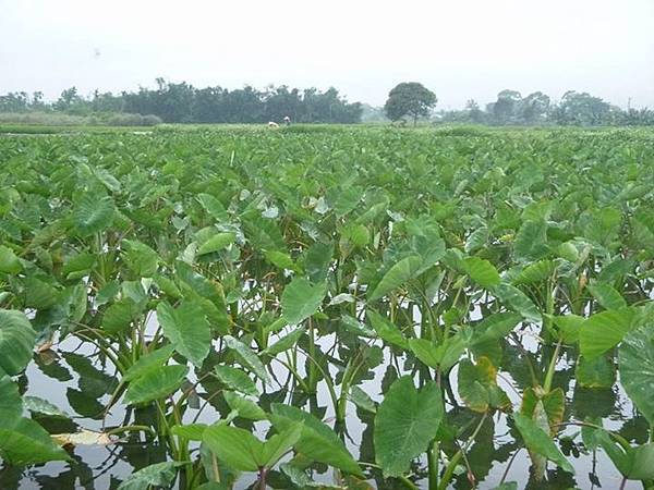 1436168526377 1436168526377