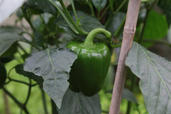 20160324112341_IMG_5966.JPG 20160324112341_IMG_5966.JPG