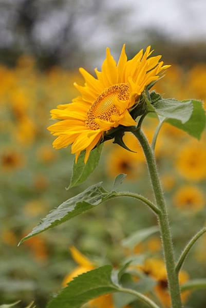 20160325163742_IMG_8053.JPG 20160325163742_IMG_8053.JPG