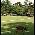 奈良-景10.jpg