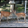 奈良-鹿5.jpg