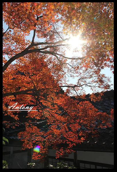 京都，天龍寺楓景9.jpg