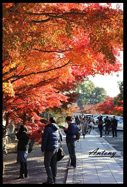 京都，天龍寺楓景10.jpg