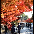 京都，天龍寺楓景10.jpg