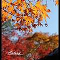 京都，天龍寺楓景15.jpg