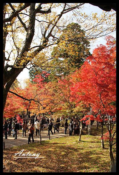 東福寺5.jpg