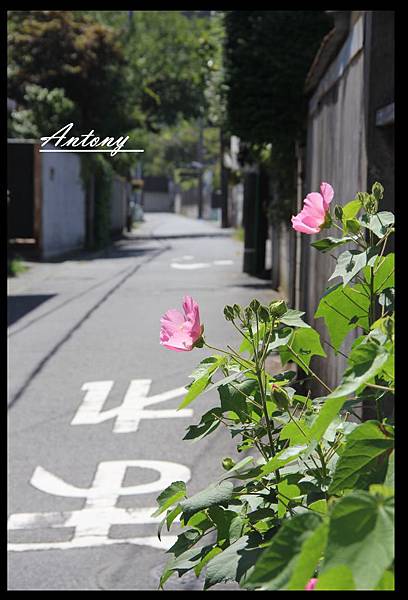 夏日，鐮倉.jpg