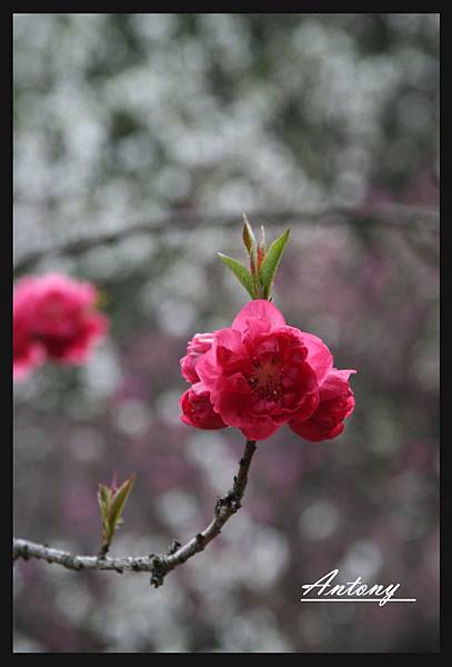 京都-桃花.jpg