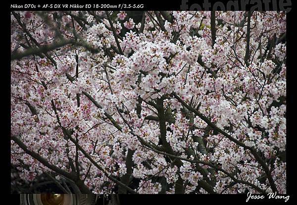 陽明山花季