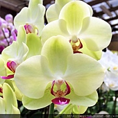IMG_1139 IMG_1139