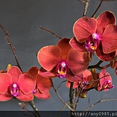 IMG_1157 (2) IMG_1157 (2)