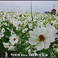 2008 新社花海 (15).jpg