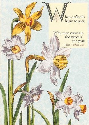 Shakespeare's Daffodil 323a