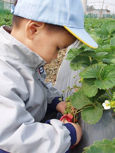 新竹採草莓
