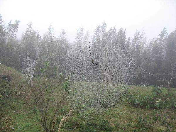 巴棍山上的大蜘蛛網
