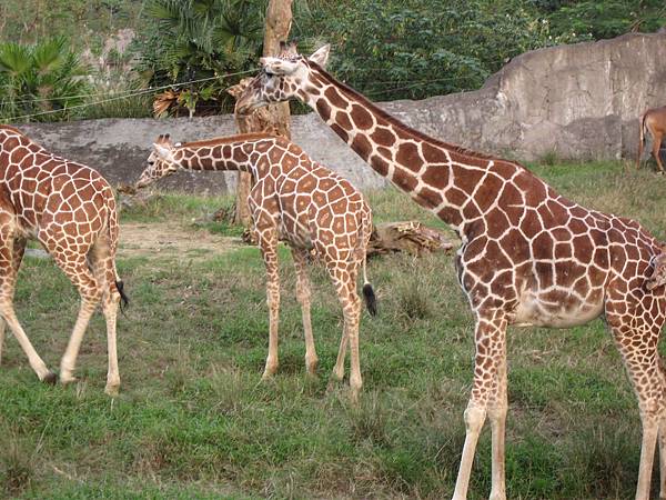 動物園裡最受歡迎的＿＿長頸鹿！