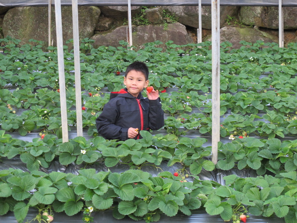 2010-12-26內湖清香農場 (19).JPG