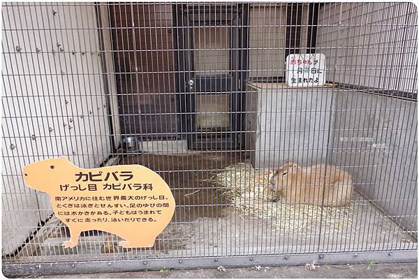 母女牽手遊東京(荒川遊園地) (24).JPG